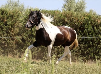 Azteca, Stallion, 2 years, 14.1 hh, Tobiano-all-colors