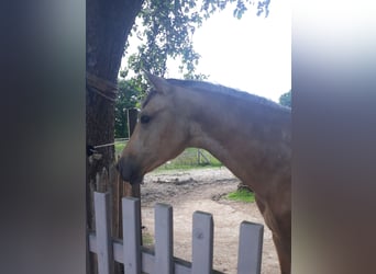 Azteca, Stallion, 2 years, 14.3 hh, Dun
