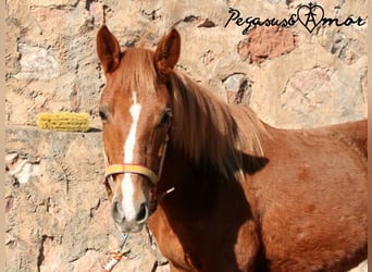 Azteca, Stallion, 2 years, 15.2 hh, Chestnut-Red