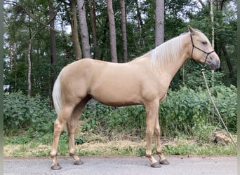Azteca, Stallion, 2 years, 15.2 hh, Palomino