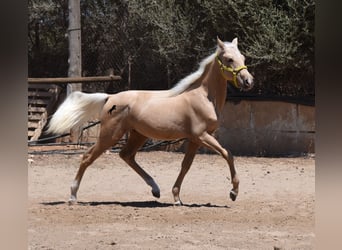 Azteca, Stallion, 2 years, 15.2 hh, Palomino