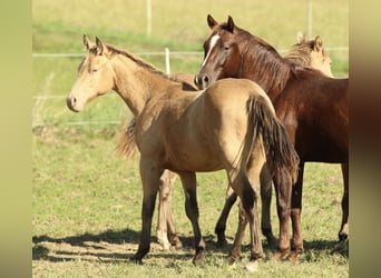 Azteca, Stallion, 2 years, 15 hh, Champagne