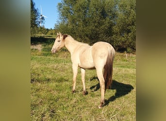 Azteca, Stallion, 2 years, 15,1 hh, Champagne