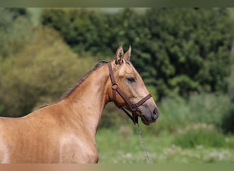 Azteca, Stallion, 3 years, 14.1 hh, Dunalino