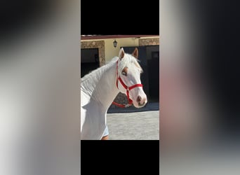 Azteca, Stallion, 3 years, 14.3 hh, Tovero-all-colors