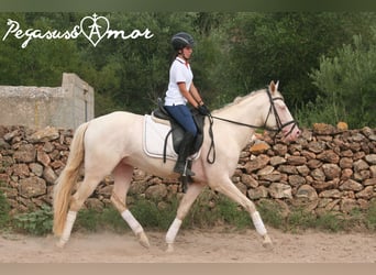 Azteca, Stallion, 4 years, 15.1 hh, Perlino