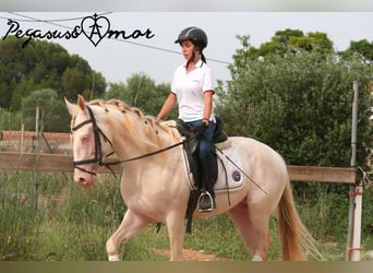 Azteca, Stallion, 4 years, 15.1 hh, Perlino