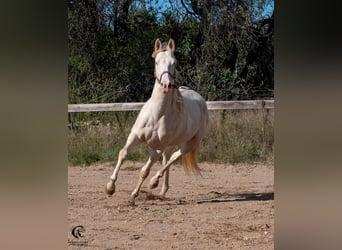 Azteca, Stallion, 4 years, 15.1 hh, Perlino