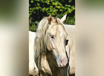 Azteca, Stallion, 3 years, 15,3 hh, Champagne