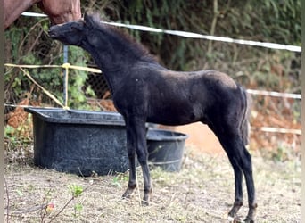 Azteca, Stallion, Foal (06/2026), 14.2 hh, Black