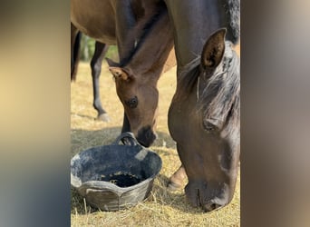 Azteca, Stallion, Foal (06/2026), 14.2 hh, Black