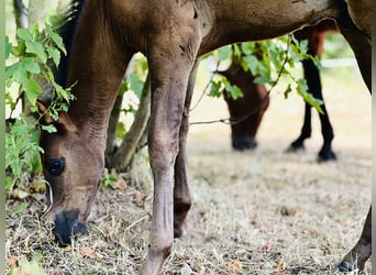Azteca, Stallion, Foal (06/2026), 14.2 hh, Black