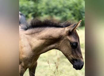 Azteca, Stallion, Foal (06/2026), 14.2 hh, Black