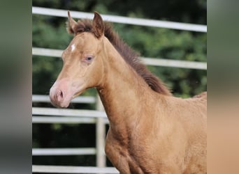 Azteca, Stallion, Foal (03/2024), 14,2 hh, Champagne