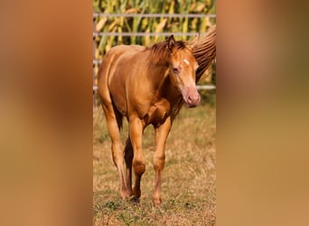 Azteca, Stallion, Foal (03/2024), 14,2 hh, Champagne