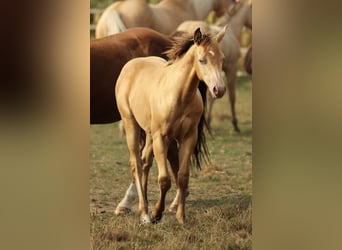 Azteca, Stallion, Foal (03/2024), 14,2 hh, Champagne