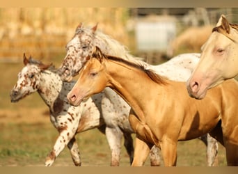 Azteca, Stallion, Foal (03/2024), 14,2 hh, Champagne