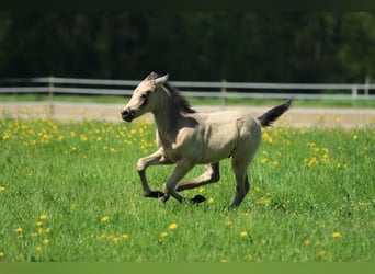Azteca, Stallion, , 15.1 hh, Buckskin