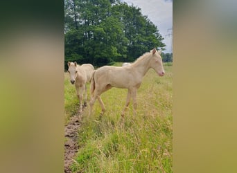 Azteca, Stallion, Foal (05/2026), 15.1 hh, Pearl