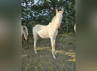 Azteca, Stallion, Foal (05/2026), 15.1 hh, Pearl