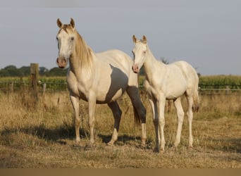 Azteca, Stallion, Foal (05/2026), 15.1 hh, Pearl