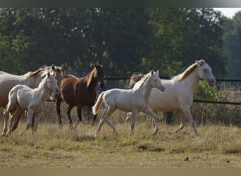 Azteca, Stallion, Foal (05/2026), 15.1 hh, Pearl
