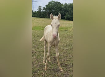 Azteca, Stallion, Foal (05/2026), 15.1 hh, Pearl