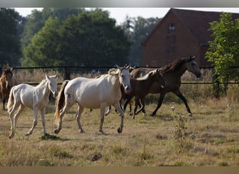 Azteca, Stallion, Foal (05/2026), 15.1 hh, Pearl