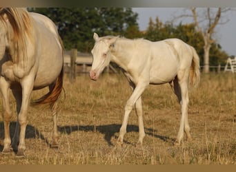 Azteca, Stallion, Foal (05/2026), 15.1 hh, Pearl