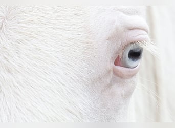 Azteca, Stallion, Foal (05/2026), 15.1 hh, Pearl
