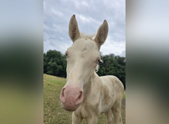 Azteca, Stallion, Foal (05/2026), 15.1 hh, Pearl