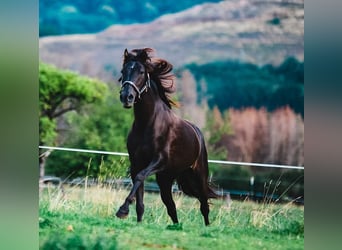 Azteca, Stallion, Foal (06/2023), 15.2 hh, Black
