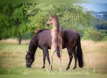 Azteca, Stallion, Foal (06/2023), 15.2 hh, Black