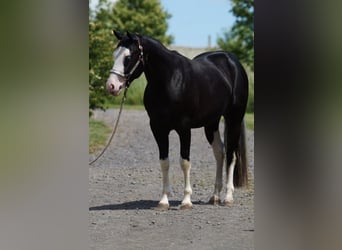 Azteca, Stallion, Foal (06/2023), 15.2 hh, Black