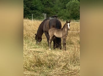 Azteca, Stallion, Foal (06/2023), 15.2 hh, Black