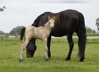 Azteca, Stallion, Foal (05/2024), 15,2 hh, Buckskin