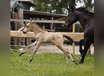 Azteca, Stallion, Foal (05/2024), 15,2 hh, Buckskin