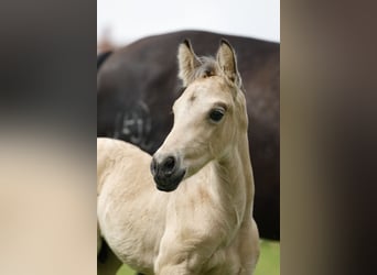 Azteca, Stallion, Foal (05/2024), 15,2 hh, Buckskin