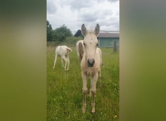 Azteca, Stallion, Foal (05/2024), 15.2 hh, Buckskin