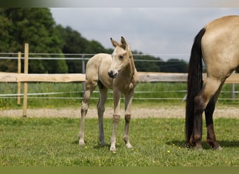 Azteca, Stallion, Foal (05/2024), 15.2 hh, Buckskin