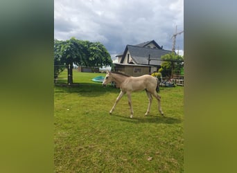 Azteca, Stallion, Foal (05/2024), 15.2 hh, Buckskin