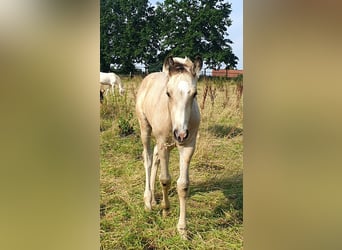 Azteca, Stallion, Foal (05/2024), 15,2 hh, Buckskin