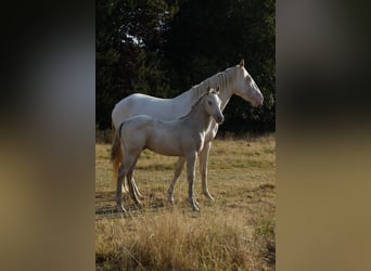 Azteca, Stallion, Foal (05/2026), 15.2 hh, Champagne
