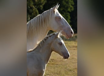 Azteca, Stallion, Foal (05/2026), 15.2 hh, Champagne
