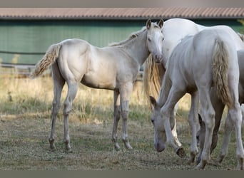 Azteca, Stallion, Foal (05/2026), 15.2 hh, Champagne