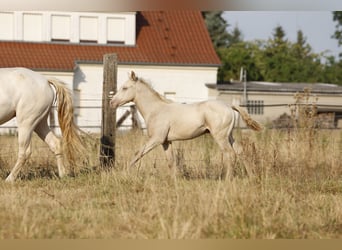 Azteca, Stallion, Foal (05/2026), 15.2 hh, Champagne