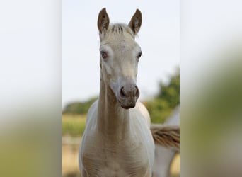 Azteca, Stallion, Foal (05/2026), 15.2 hh, Pearl