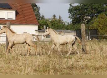 Azteca, Stallion, Foal (05/2026), 15.2 hh, Pearl