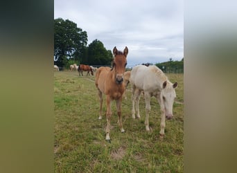 Azteca, Stallion, , 15,1 hh, Brown