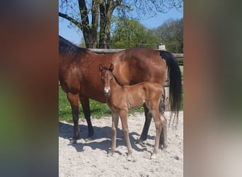 Azteca, Stallion, , 15,1 hh, Brown